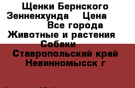 Щенки Бернского Зенненхунда  › Цена ­ 40 000 - Все города Животные и растения » Собаки   . Ставропольский край,Невинномысск г.